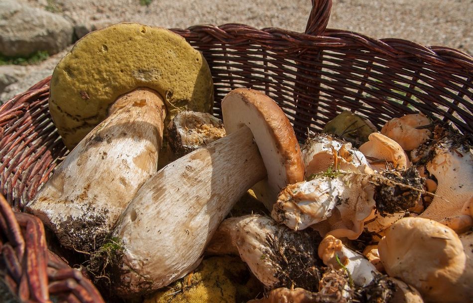Lois italiennes : Guide de la cueillette des champignons. Ce qui est autorisé et ce qui ne l'est pas